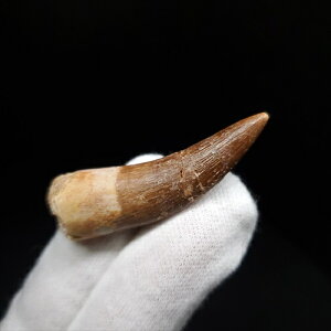 yzyvVITEX///z vVITEX   { bRY 46.10mm P[Xt v[g Mtg pr151