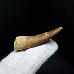 yzyvVITEX///z vVITEX   { bRY 47.78mm P[Xt v[g Mtg pr115