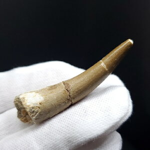 yzyvVITEX///zvVITEX   { bRY 52.10mm v[g Mtg pr66