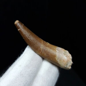 yzyvVITEX///z vVITEX   { bRY 42.37mm P[Xt v[g Mtg pr89