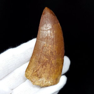 yzyJJhgTEX///zJJhgTEX   { bRY 73.83mm v[g Mtg ca23