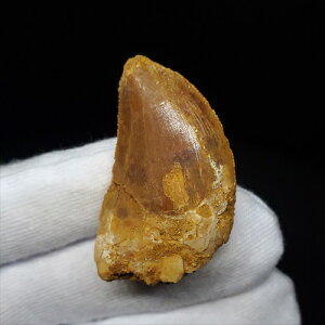 yzyJJhgTEX///zJJhgTEX   { bRY 35.56mm v[g Mtg fca13