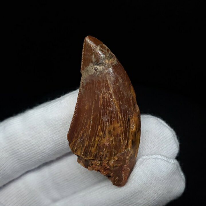 化石 恐竜カルカロドントサウルスの歯 5㎝ （カルカロドントサウルス 