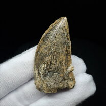 楽天市場】カルカロドントサウルス 化石の通販