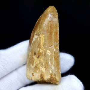 yzyJJhgTEX///zJJhgTEX   { bRY 59.29mm ca31