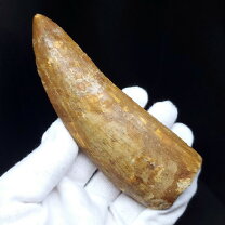 楽天市場】カルカロドントサウルス 化石の通販