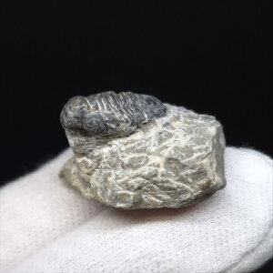 �y���������z�y�O�t�� /����/��/�����z���t�� �O�t�� �{�� �����b�R�Y 29.15mm �v���[���g �M�t�g sn21