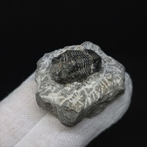 yzyOt ///zt Ot { bRY 35.79mm v[g Mtg sn24