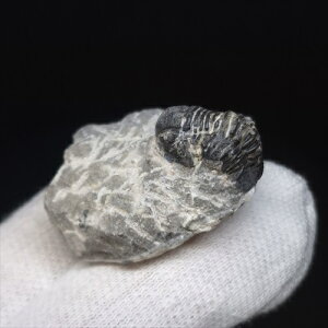 yzyOt ///zt Ot { bRY 27.67mm v[g Mtg sn29