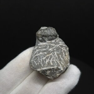 �y���������z�y�O�t�� /����/��/�����z���t�� �O�t�� �{�� �����b�R�Y 42.17mm �v���[���g �M�t�g sn35