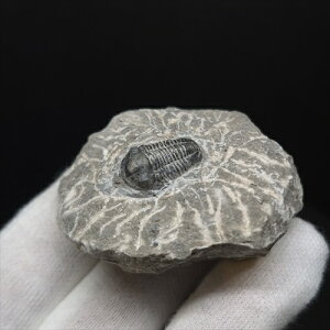 yzyOt ///zt Ot { bRY 45.23mm v[g Mtg sn38