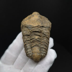 �y���������z�y�O�t�� /����/��/�����z�O�t�� �{�� �t���L�V�J�����l �����b�R�Y 67.50mm �v���[���g �M�t�g sn45