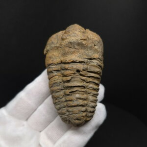 �y���������z�y�O�t�� /����/��/�����z�O�t�� �{�� �t���L�V�J�����l �����b�R�Y 74.58mm �v���[���g �M�t�g sn47