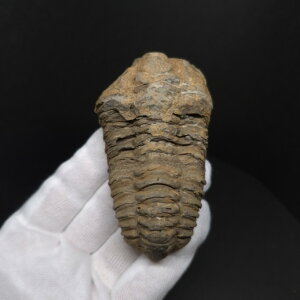 �y���������z�y�O�t�� /����/��/�����z�O�t�� �{�� �t���L�V�J�����l �����b�R�Y 78.82mm �v���[���g �M�t�g sn48