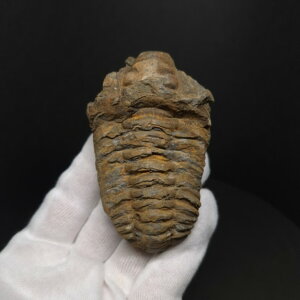 �y���������z�y�O�t�� /����/��/�����z�O�t�� �{�� �t���L�V�J�����l �����b�R�Y 77.96mm �v���[���g �M�t�g sn49