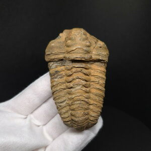 �y���������z�y�O�t�� /����/��/�����z�O�t�� �{�� �t���L�V�J�����l �����b�R�Y 80.40mm �v���[���g �M�t�g sn50