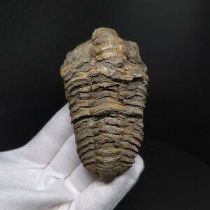 �y���������z�y�O�t�� /����/��/�����z�O�t�� �{�� �t���L�V�J�����l �����b�R�Y 89.50mm �v���[���g �M�t�g sn51