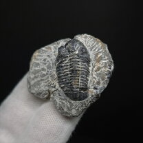 楽天市場】化石標本 三葉虫 エルラシアの通販