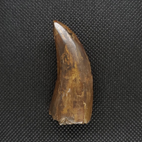 希少 ティラノサウルス 化石 歯 本物 アメリカ産 55mmプレゼント ギフト tr10