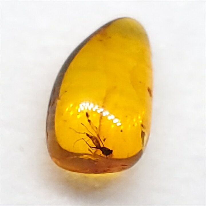 楽天市場】【送料無料】【琥珀/虫入り/anber化石】 美品 虫入り琥珀 