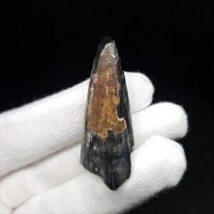 yzyXR~X///z XR~X  { WF[Y 40.39mm v[g Mtg P[Xt sc13