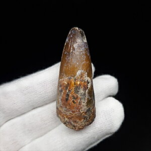 yzyXR~X///z XR~X  { WF[Y 43.94mm v[g Mtg P[Xt sc14