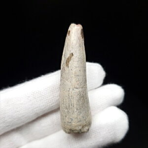 yzyXR~X///z XR~X  { WF[Y 45.36mm v[g Mtg P[Xt sc16