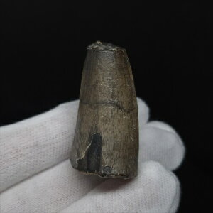 yzyXR~X///z XR~X  { WF[Y 42.01mm v[g Mtg P[Xt sc17