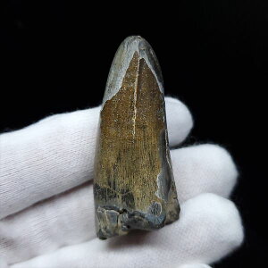 yzyXR~X///z XR~X  { WF[Y 47.90mm v[g Mtg sc7