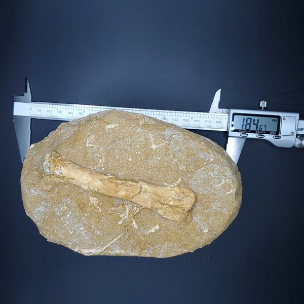 希少 アルシオーネ 骨 化石 184.67mm モロッコ産 yk6 本物