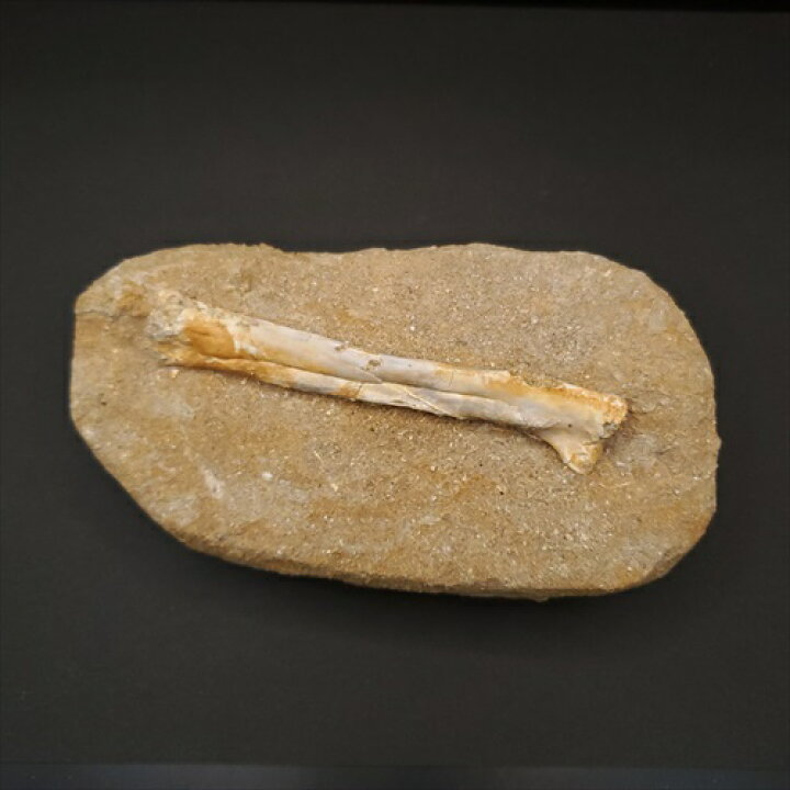 楽天市場】【送料無料】【アルシオーネ/化石/骨/翼竜/恐竜】希少 