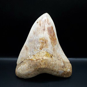 yzyKh ///zɏ Kh   { ChlVA 137.08mm v[g Mtg mg11