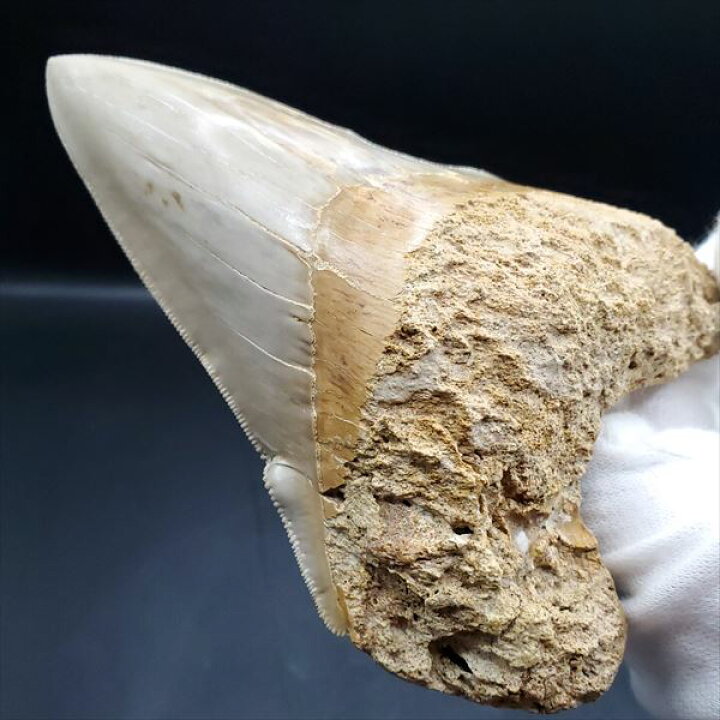 楽天市場】【送料無料】【メガロドン /化石/歯/恐竜】極上 メガロドン  