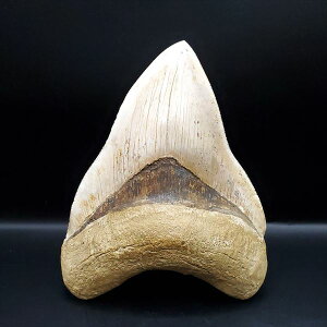 yzyKh ///zɏ Kh   { ChlVA 136.29mm v[g Mtg mg17