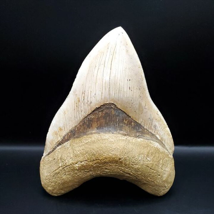 楽天市場】【送料無料】【メガロドン /化石/歯/恐竜】極上 メガロドン  