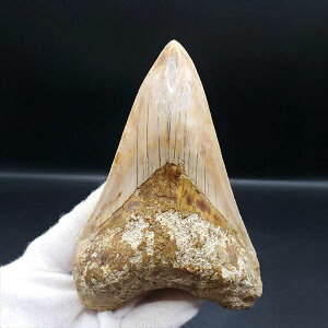 yzyKh ///zɏ Kh   { ChlVA 110.31mm v[g Mtg mg18