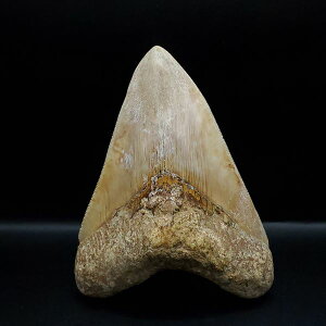 yzyKh ///zɏ Kh   { ChlVA 117.89mm v[g Mtg mg7