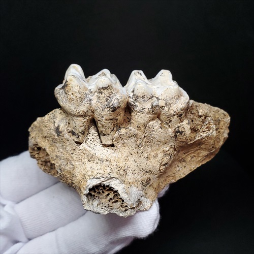 おすすめ特集 博物館級 キプロスドワーフカバ 化石 歯 本物 キプロス