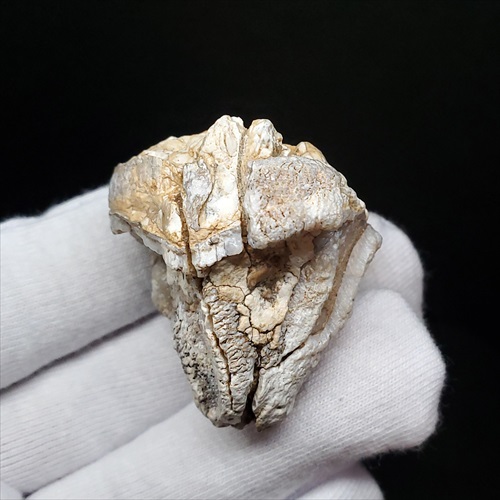 希少 カバ 化石 歯 本物 ジブチ共和国  35.93mm プレゼント ギフトfr55