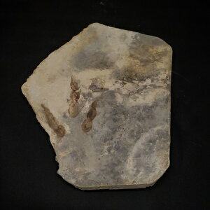 �y���������z�y�O�����[�^�[/����/����/�����z�� �O�����[�^�[ ���� ���� ���� �{�� �t�����X�Y 230mm �v���[���g �M�t�gfr59