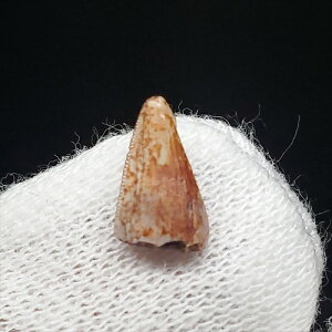 yzy|XgXNX//z |XgXNX ঒   { j[LVRY 7.06mm v[g Mtgfr65