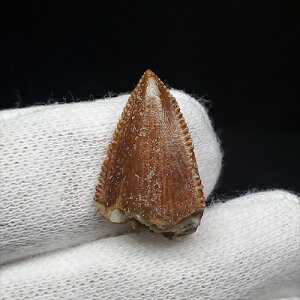 yzy}WKTEX//zً }WKTEX    { }_KXJY 19.30mm v[g Mtgfr67