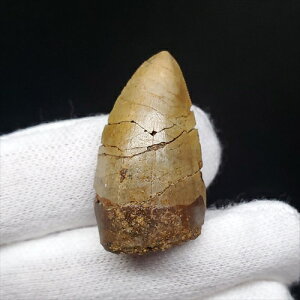 yzyKTEX//zً KTEX    { tXY 29.36mm v[g Mtgfr69