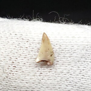 yzyPgTEX////zً PgTEX    { |gKY 5.36mm v[g Mtg fr79