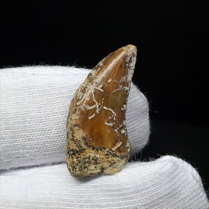 yzylIFig///z lIFig    { CgY 21.26mm v[g Mtg fr83