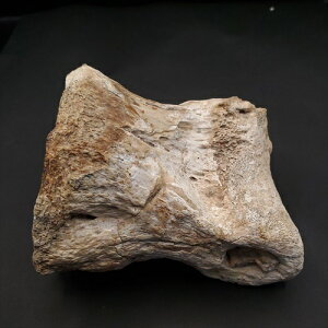 yzyeBmTEX///z eBmTEX    { SrY 101.33mm v[g Mtg fr87