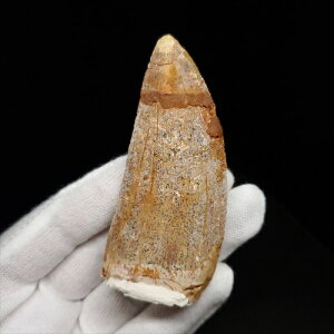 yzyJJhgTEX///zJJhgTEX   { bRY 74.06mm v[g Mtg fr91