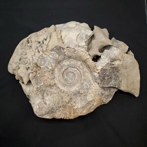 yzyAiCg/΁z  AiCg  { kCY 450mm v[g Mtg fr39