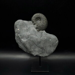 yzyAiCg//Szz  pCCg AiCg qhZX  { tXY 105.85mm v[g Mtg fang1