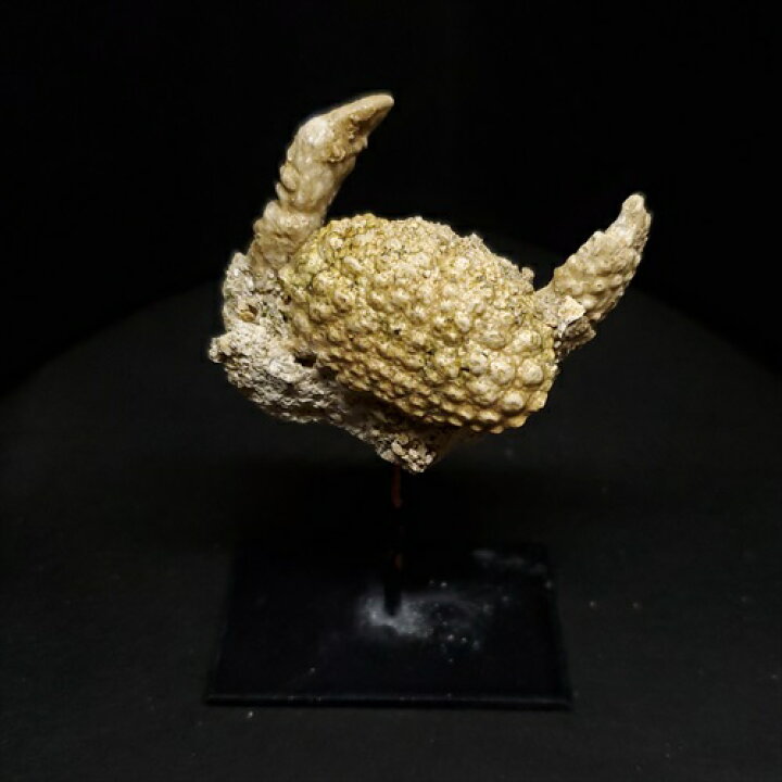 楽天市場】【送料無料】【カニ/化石/蟹】美品 カニ 本物 化石 